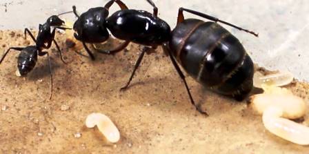 Moyens Pour Se D Barrasser Des Fourmis Charpenti Res