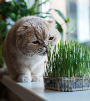 cultiver herbe à chat
