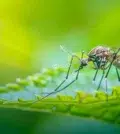 durée de vie moustique