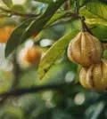 garcinia cambogia