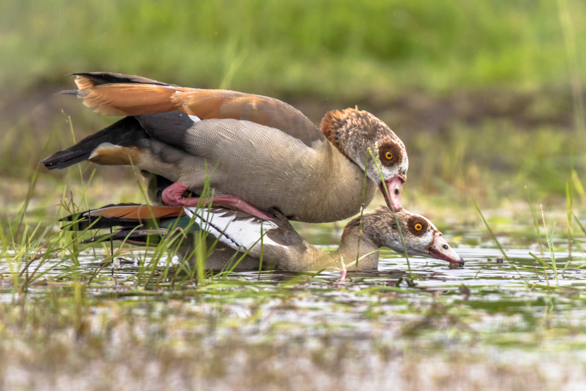 pratiques sexuelles animaux