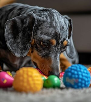 Teckels arlequin bleu et leur dressage : méthodes efficaces pour un chien bien éduqué